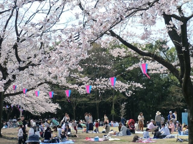 かしの森公園の桜開花 満開情報 21 日本気象協会 Tenki Jp