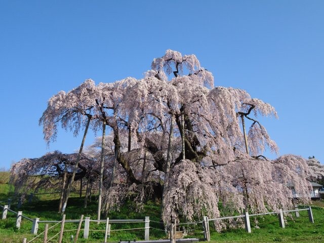 三春滝桜の写真