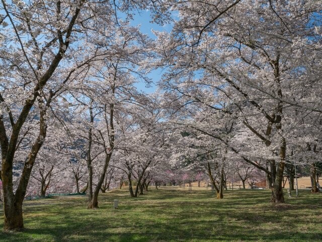 大西公園の桜開花 満開情報 21 日本気象協会 Tenki Jp