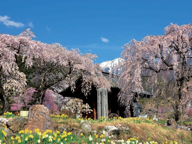 光前寺のしだれ桜の写真