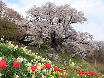 越代のサクラ
