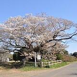 黄門桜