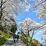 津久井湖城山公園周辺の桜