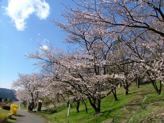 嘉多山公園の桜開花 満開情報 21 日本気象協会 Tenki Jp