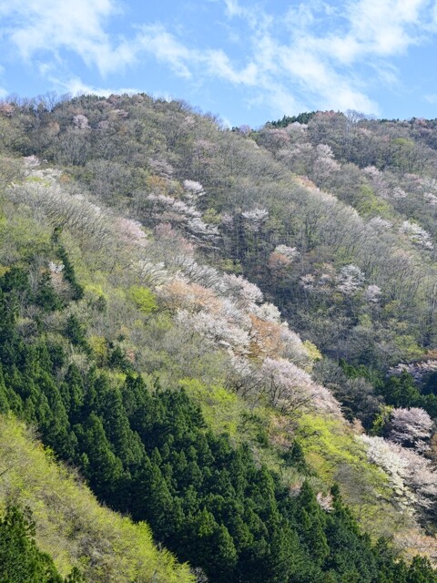 飯能市名栗湖の桜開花 満開情報 21 日本気象協会 Tenki Jp