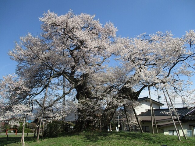 中曽根のエドヒガンの桜開花 満開情報 23 日本気象協会 Tenki Jp