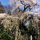 関場のしだれ桜