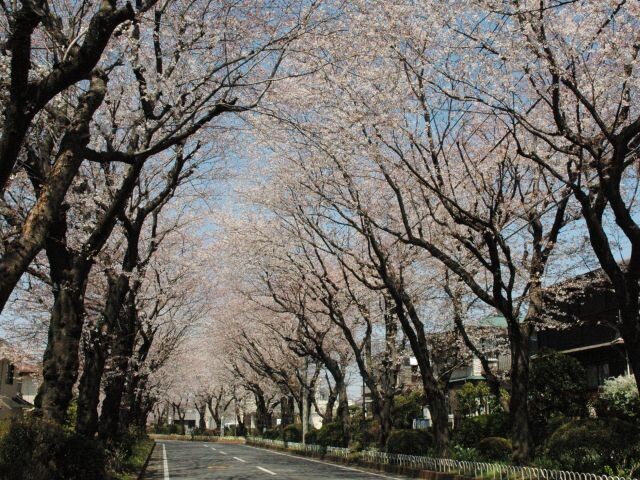 綾西緑地の桜開花 満開情報 22 日本気象協会 Tenki Jp