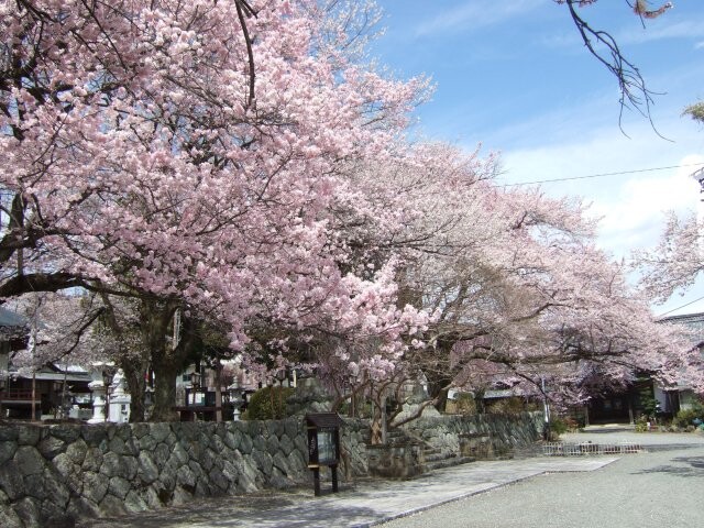 妙了寺の桜の写真