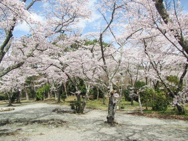 三重県の人気お花見スポットランキング 21 日本気象協会 Tenki Jp