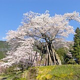 本郷の千年桜