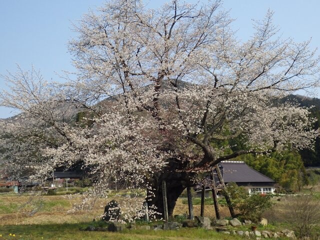 尾所の桜の写真