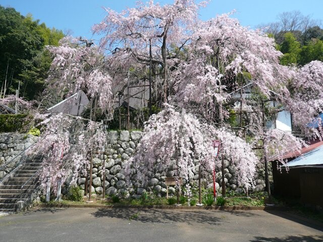 吉田のしだれ桜の写真