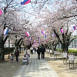 諏訪の桜トンネル
