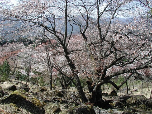 立雲峡の桜開花 満開情報 21 日本気象協会 Tenki Jp