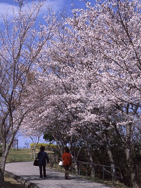 徳島県の人気お花見スポットランキング 21 日本気象協会 Tenki Jp