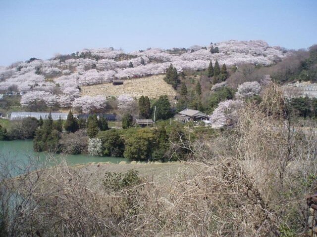 種松山公園西園地の桜開花 満開情報 22 日本気象協会 Tenki Jp