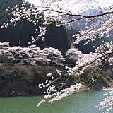 日向神ダムの「千本桜」
