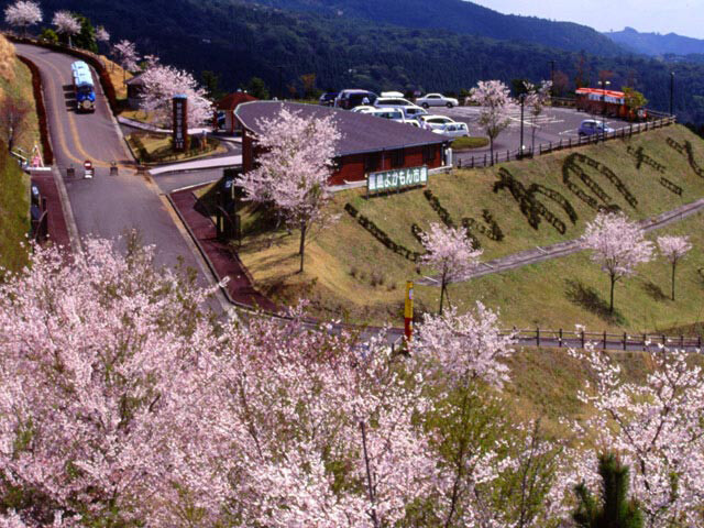 霧島神話の里公園の桜開花 満開情報 21 日本気象協会 Tenki Jp