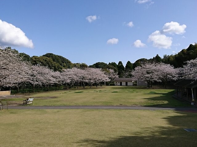 鹿児島市平川動物公園の桜開花 満開情報 21 日本気象協会 Tenki Jp