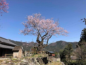 三重県の桜開花 満開情報 21 日本気象協会 Tenki Jp