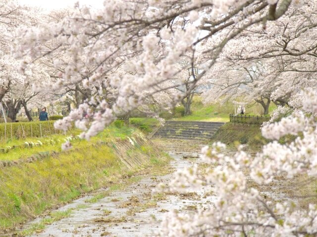 笹原川千本桜の桜開花 満開情報 日本気象協会 Tenki Jp