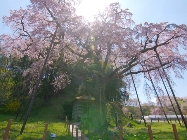 紅枝垂地蔵ザクラの桜開花 満開情報 21 日本気象協会 Tenki Jp