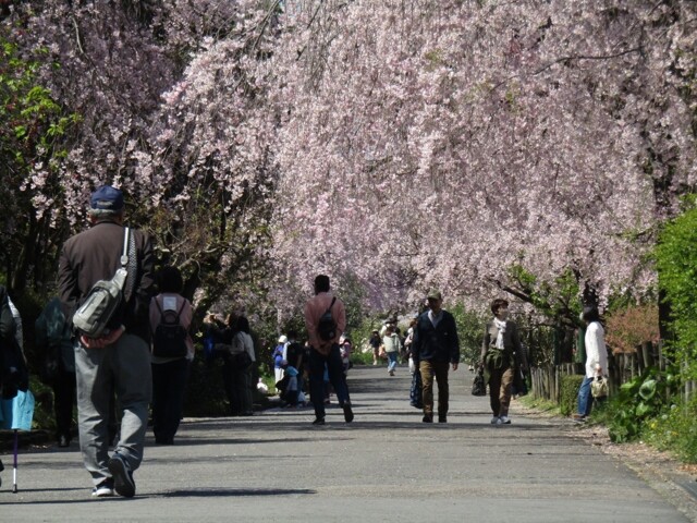 東谷山フルーツパークの桜開花 満開情報 22 日本気象協会 Tenki Jp