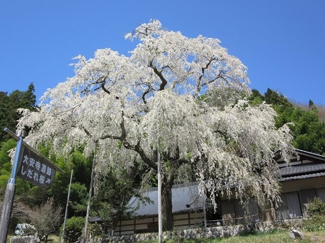 大安寺のしだれ桜の桜開花 満開情報 21 日本気象協会 Tenki Jp
