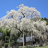 大安寺のしだれ桜