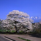 弘法桜