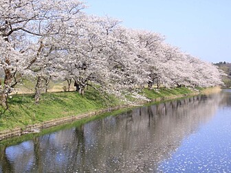 福岡堰桜並木