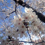 向島百花園