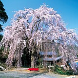 妙祐寺の「しだれ桜」