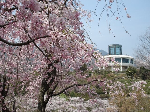 広島市植物公園の桜開花 満開情報 日本気象協会 Tenki Jp