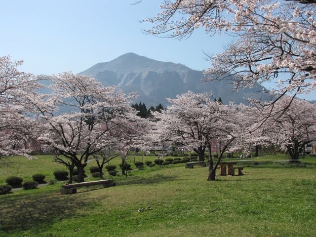 羊山公園の桜開花 満開情報 日本気象協会 Tenki Jp