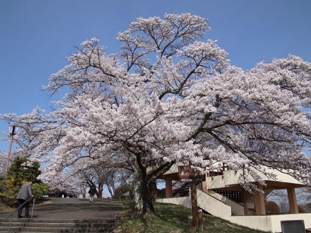 美の山公園のソメイヨシノの桜開花 満開情報 22 日本気象協会 Tenki Jp