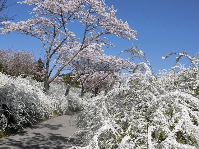 愛知県緑化センターの桜開花 満開情報 21 日本気象協会 Tenki Jp