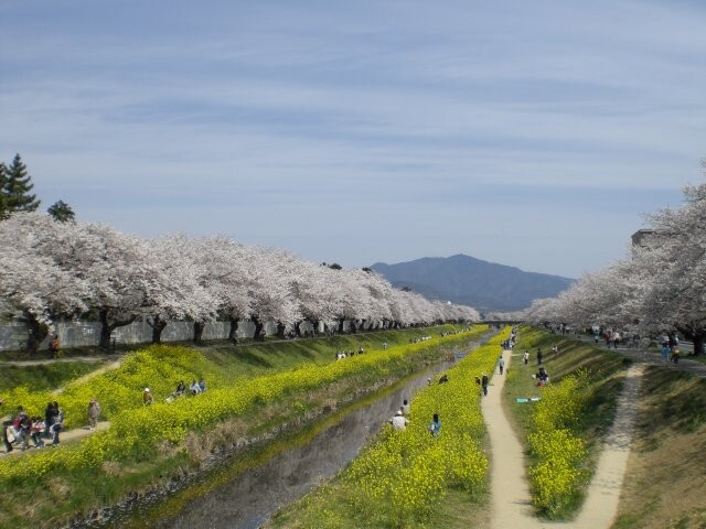 佐奈川堤の桜開花 満開情報 21 日本気象協会 Tenki Jp