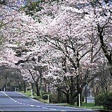 萩原桜並木
