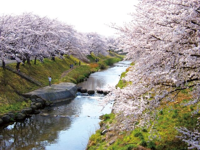 藤田川ふれあい桜の桜開花 満開情報 21 日本気象協会 Tenki Jp