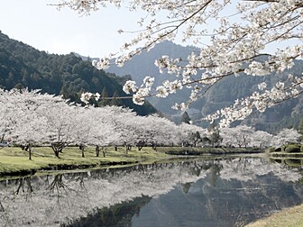 奈良県の桜開花 満開情報 22 日本気象協会 Tenki Jp