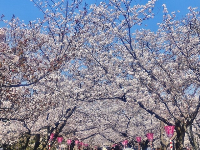 大村公園(大村神社)