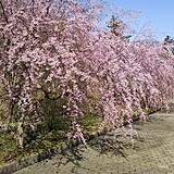 七尾市希望の丘公園