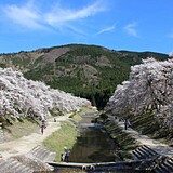 鮎河千本桜(うぐい川)