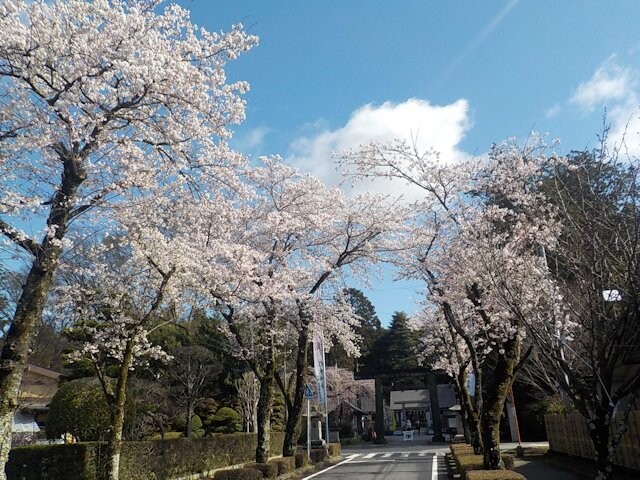 乃木参道の桜開花 満開情報 21 日本気象協会 Tenki Jp