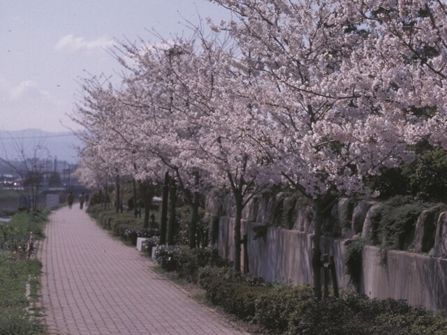 御笠川の桜並木の写真