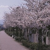 御笠川の桜並木