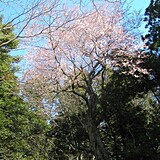 昭和の森会館