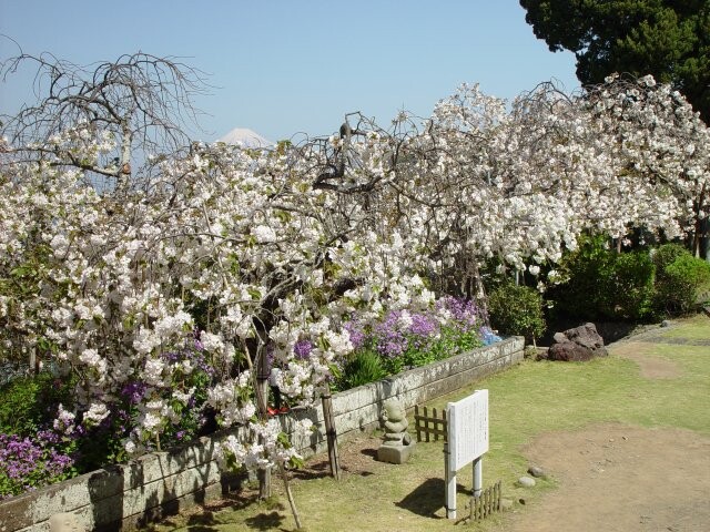 最福寺の桜開花 満開情報 日本気象協会 Tenki Jp